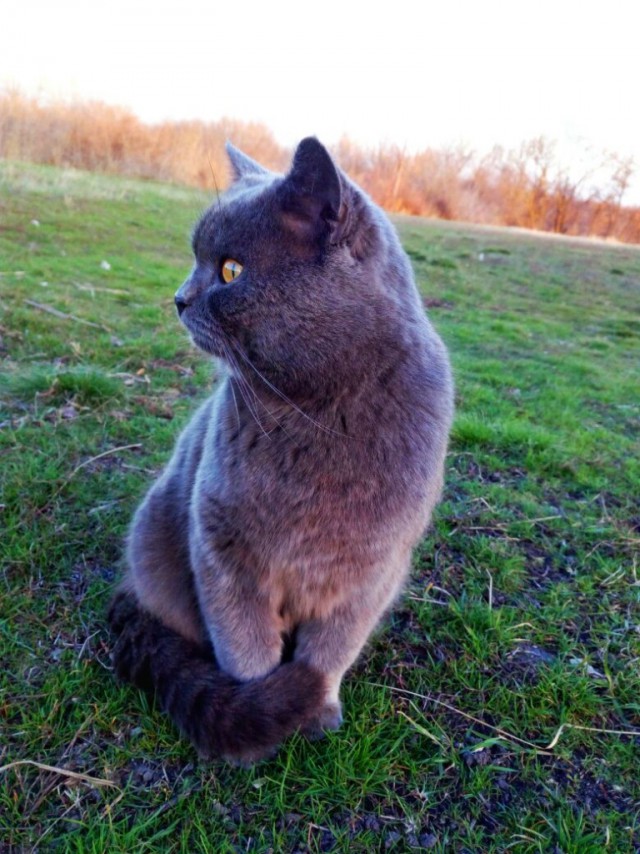 Коты и Кошки