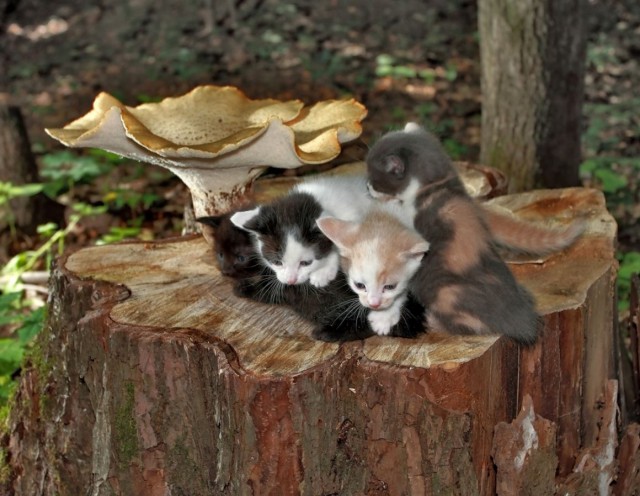 Коты и Кошки