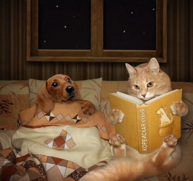 Коты и Кошки