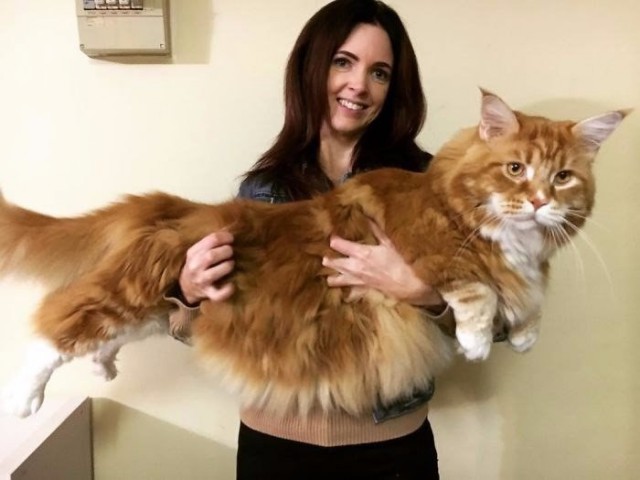 Коты и Кошки