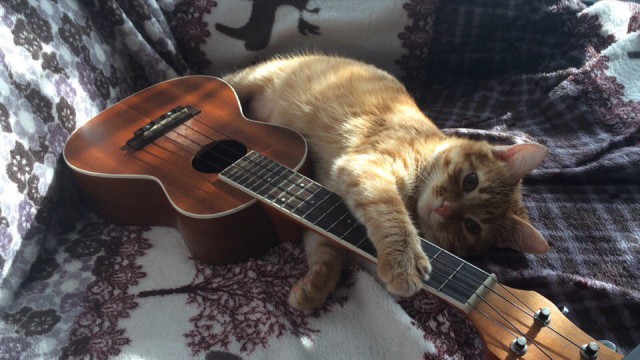 Коты и Кошки