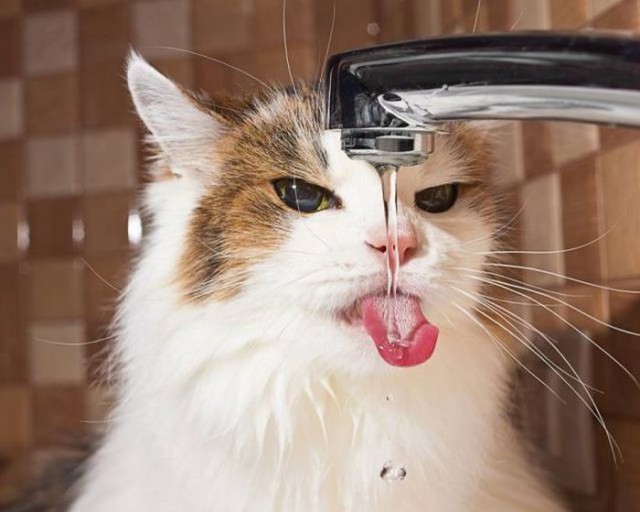 Коты и Кошки