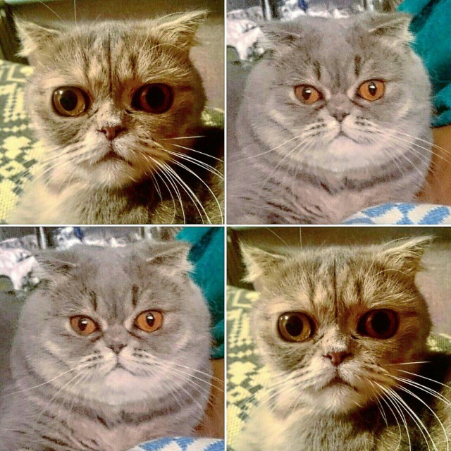 Коты и Кошки