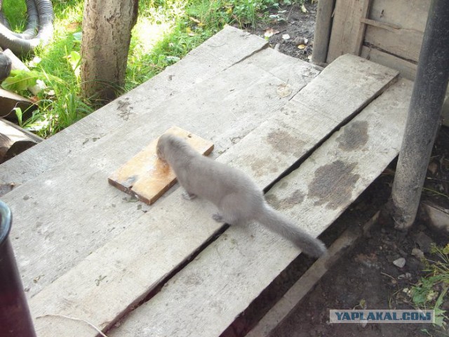Убийцы поневоле.