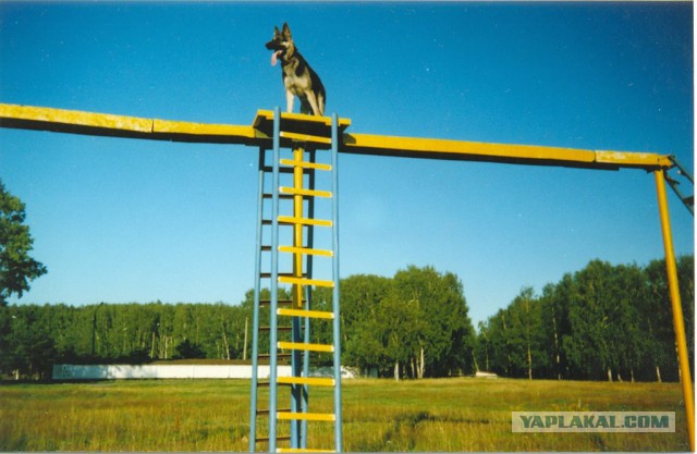 Cобакены к четвергу