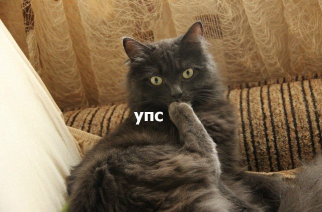 Коты и Кошки