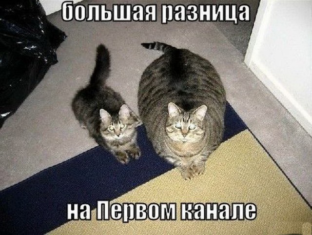 Коты и Кошки
