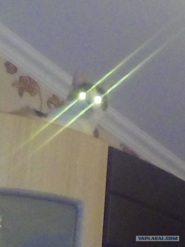 Котовторник 28.11.2017