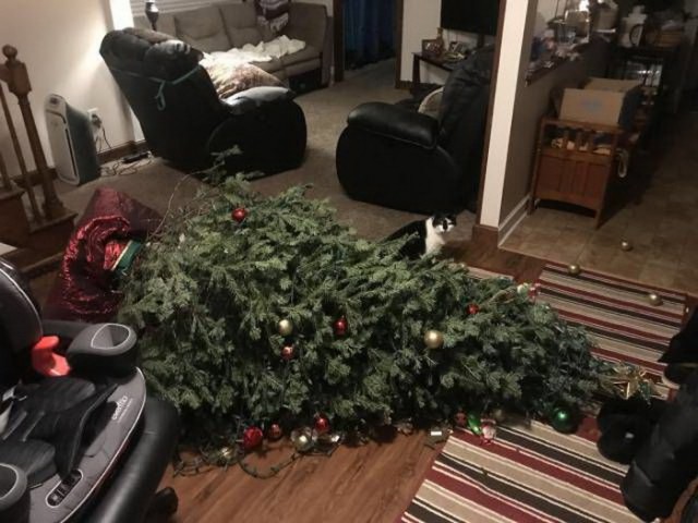 Коты и Кошки