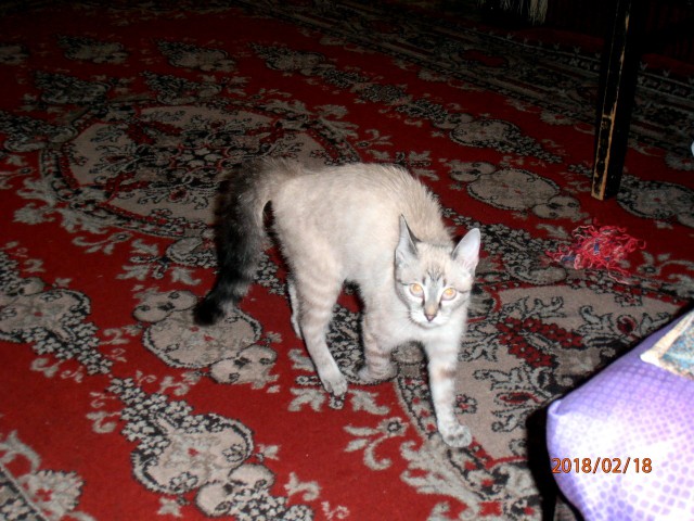 Котовторник 20.02.18