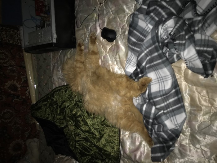 С Днем кошки!