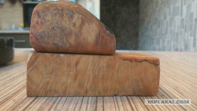 Что мы знаем о деревьях? Вот какие тайны хранит древесина