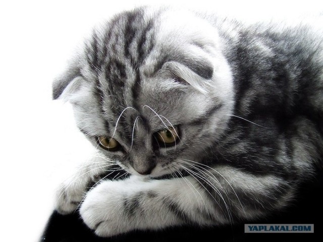 Котовторник на ЯПлакалъ (03.06), котята (31 шт)