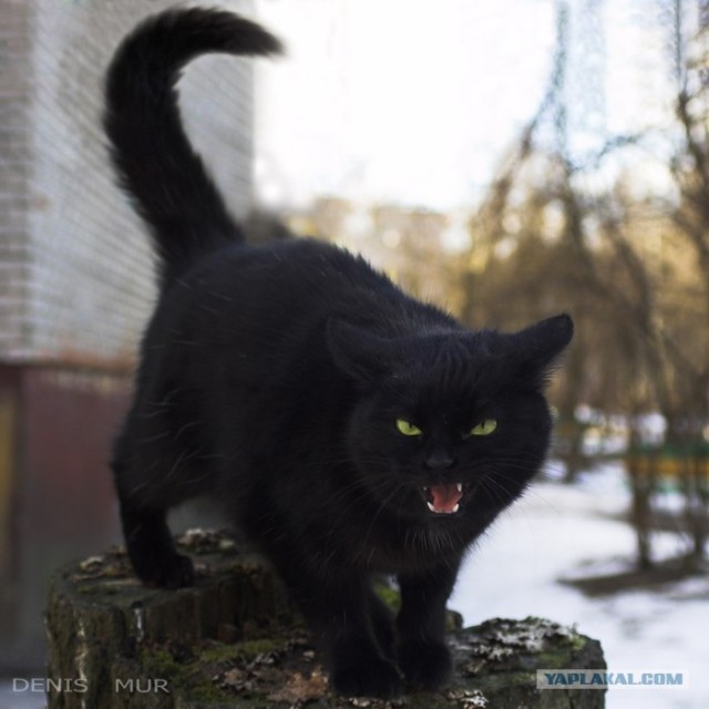 Котовторник на ЯПлакал!