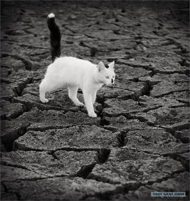 Котовторник (16.09.08)