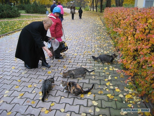 Котовторник на ЯПлакалъ: Кото и кто-то!