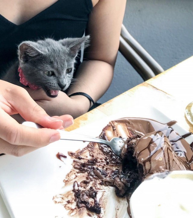 Прикольных котов пост