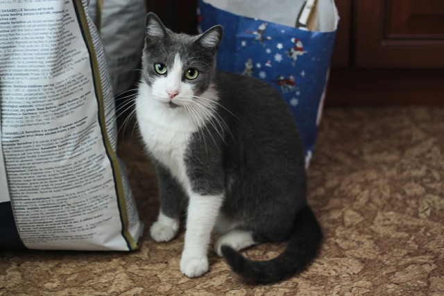 Прикольных котов пост