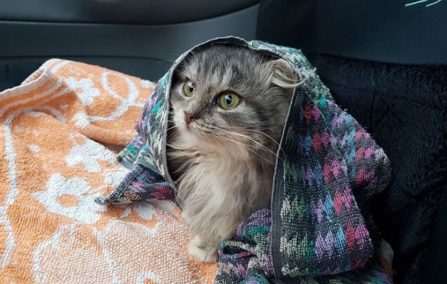 Прикольных котов пост