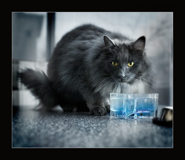 Котовторник стартует