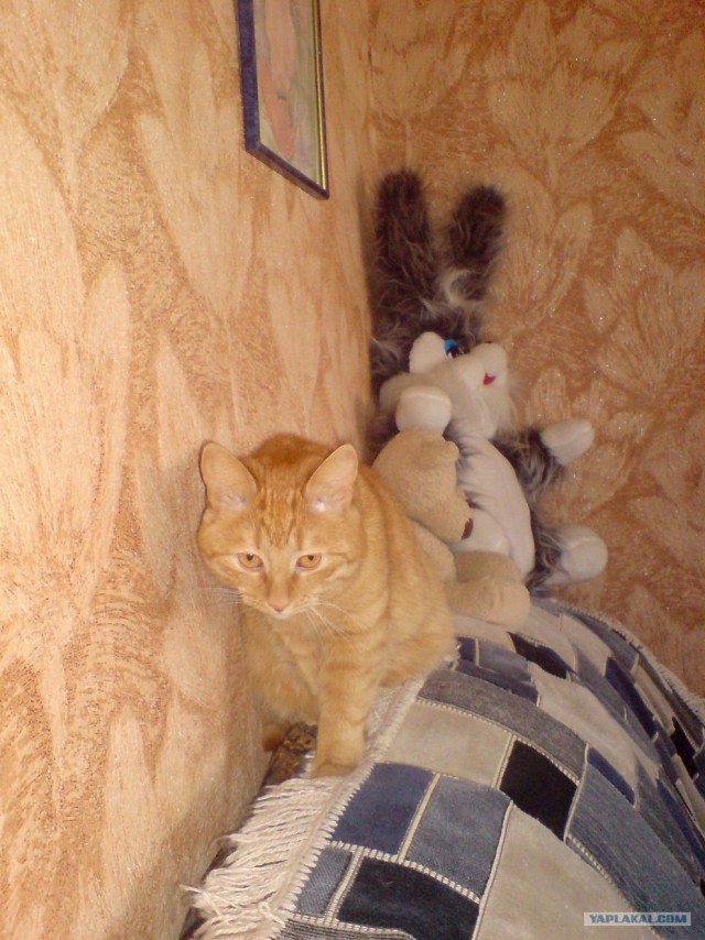 Котовторник с Кузей