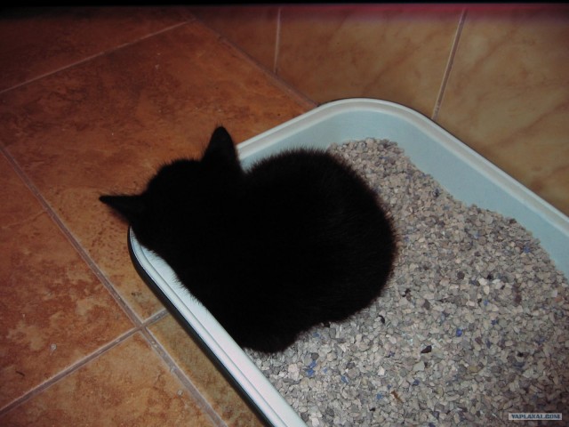Котовторник в "КотоГетто"