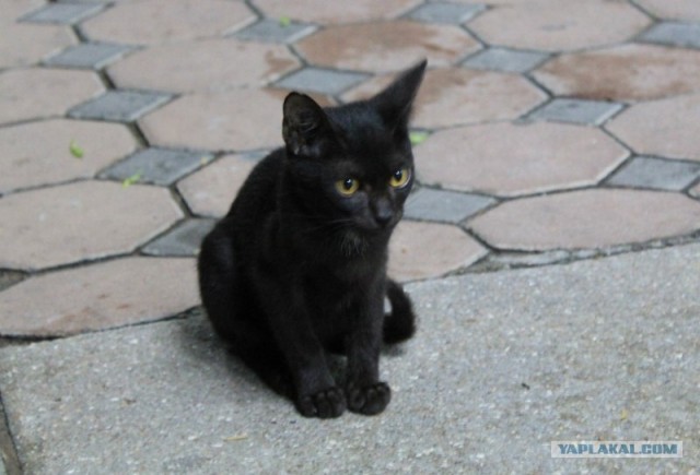 С котовторником !