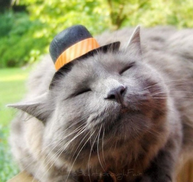 Котовторник!