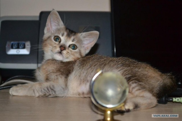 Котовторник (07.02.2012)