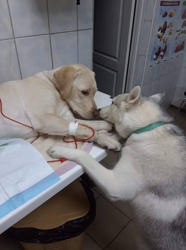 Живность из сети