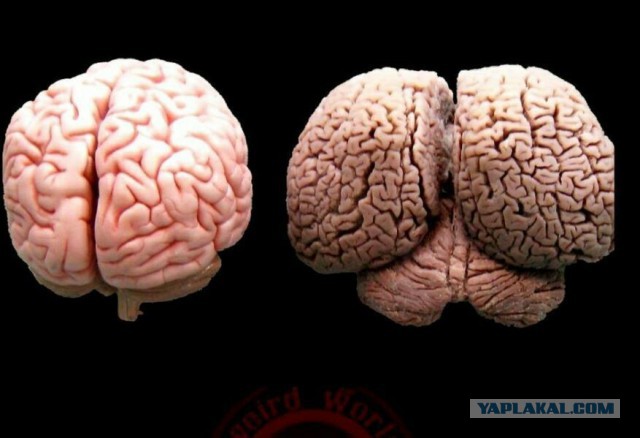 Вот это я понимаю - мастер пикапа 80-го уровня!