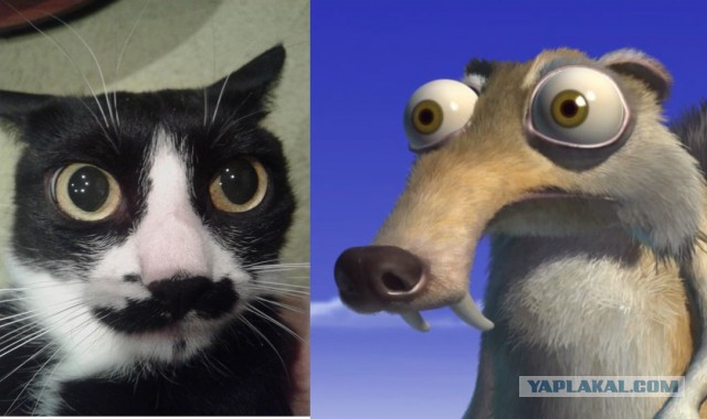 Это моя кошка