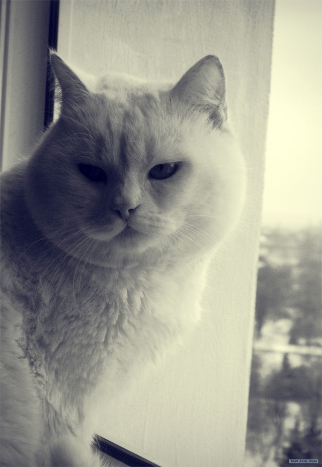 Котовторник 29.01.2013