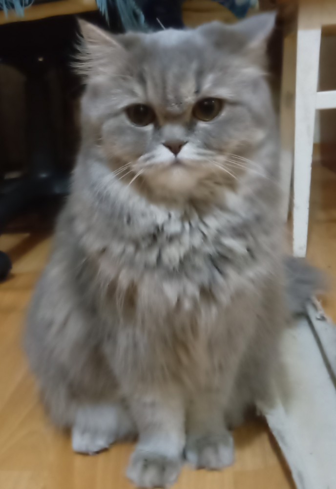 С Днём кошки!