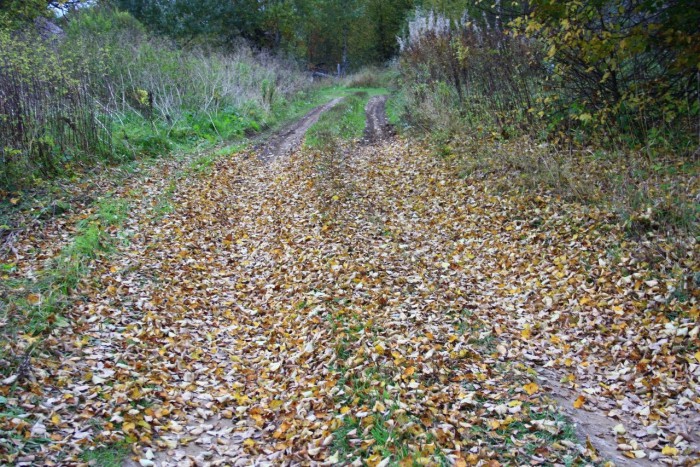 Красота сельских дорог