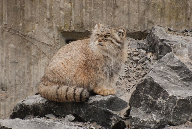Дикий котовторник
