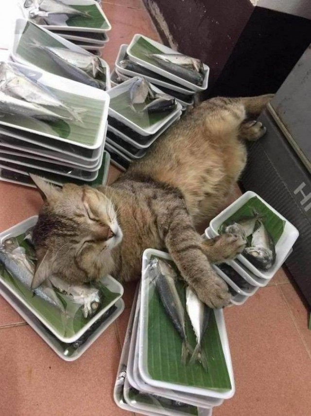 Забавные фото котеек
