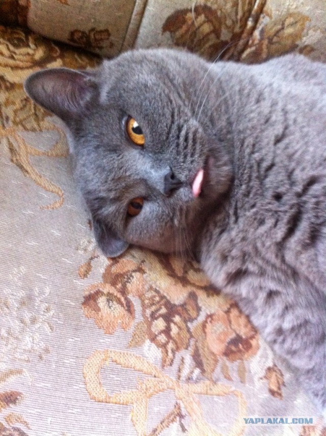 Котовторник однако