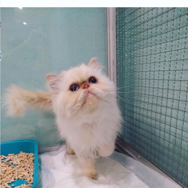 Забавные фото котеек