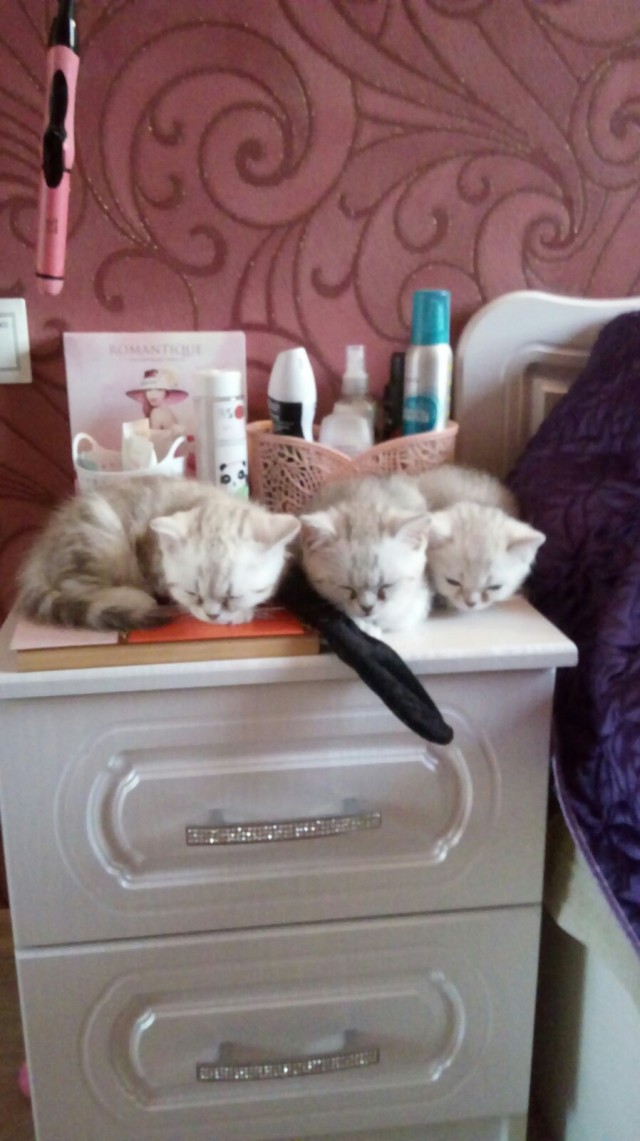 Коты, которые нас порадовали!