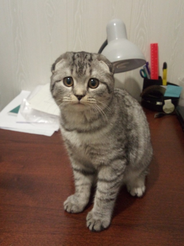 Даешь котовторник!