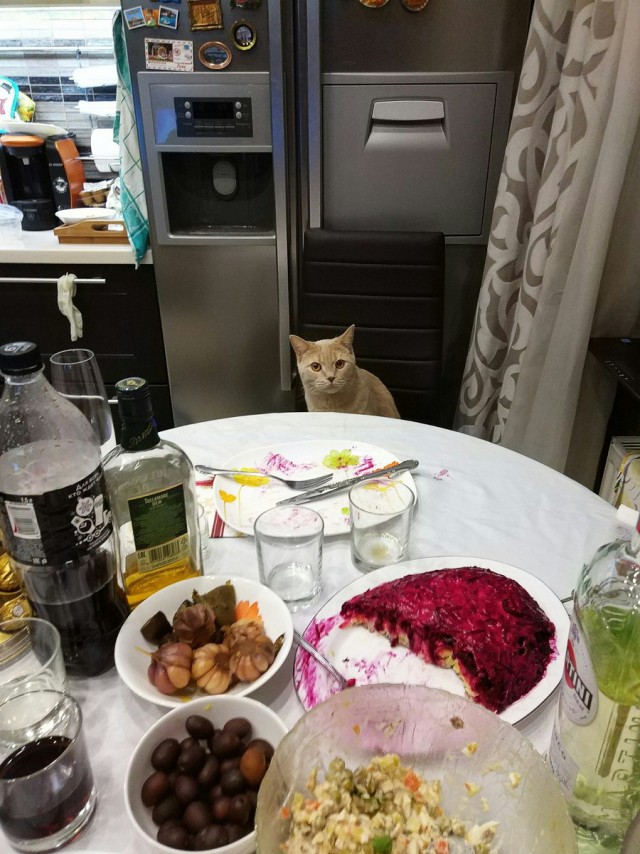 Подборка всякой живности