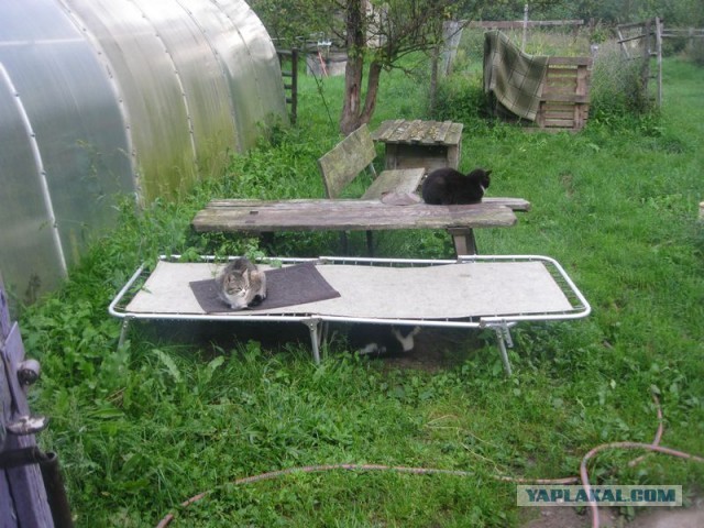Жизнь домашнего приюта для котеек 356