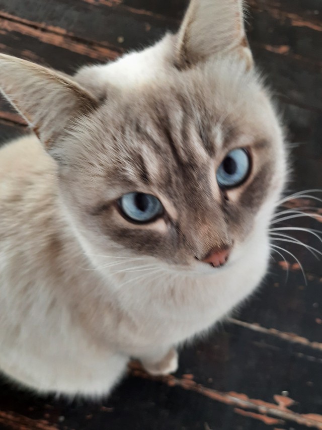 Котовторник