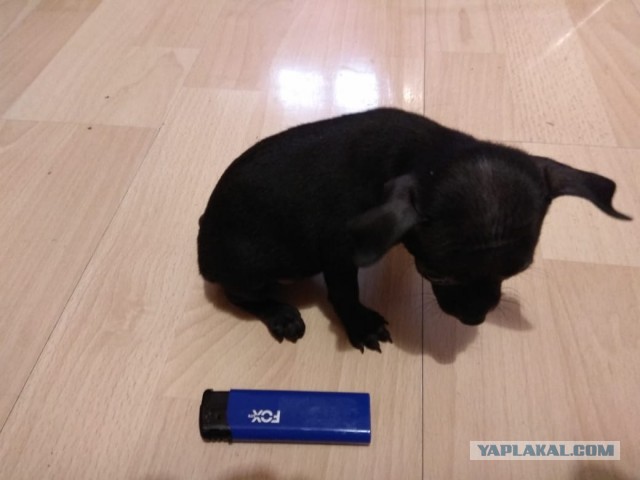 Подборка диких помесей собак