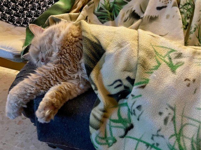 Котовторник так котовторник