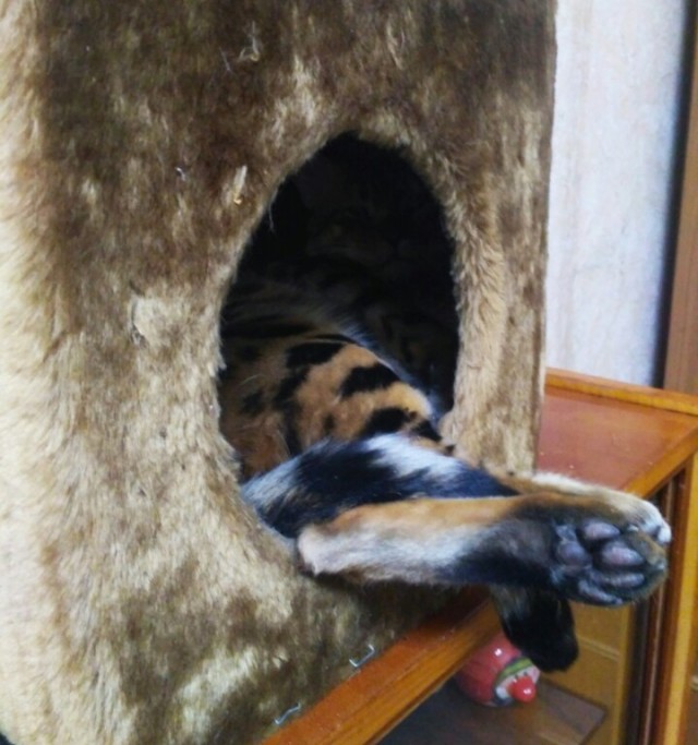 Первый котовторник 2022