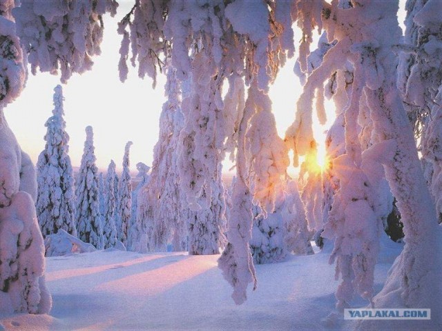 Зима пришла как никак! Красивые снежные пейзажи