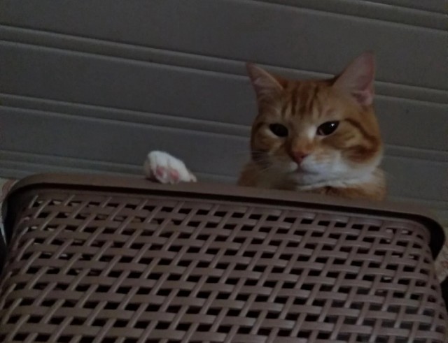 А что это мы котовторник не начинаем? Время пришло!