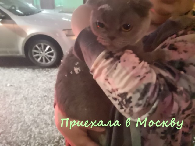 Жизнь домашнего приюта "Котоленд" 329